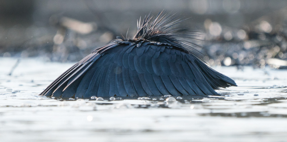 Black Egret